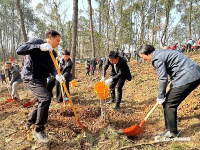 蔡甸：同植廉洁树，共筑清风林