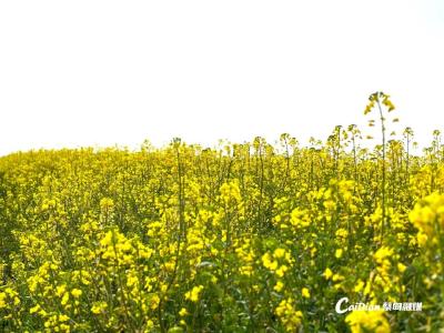 春耕春管正当时 蔡甸农技专家深入田间地头指导生产