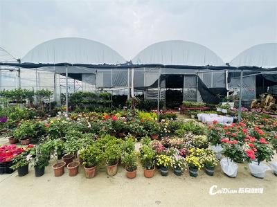 4月底完成改造 武汉后官湖花木产业基地焕新升级