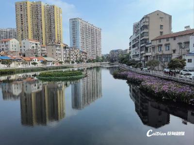 生态治理焕新颜 蔡甸莲花湖现“水下森林”“湖上花园”