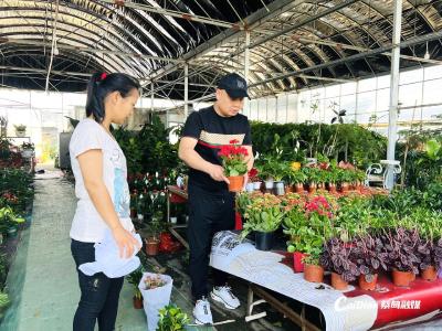 时令鲜花上新热销 蔡甸初夏花卉市场红火