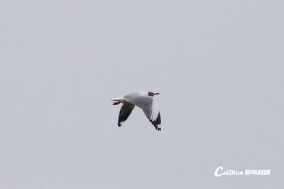 新增物种！沉湖湿地迎来棕头鸥新纪录