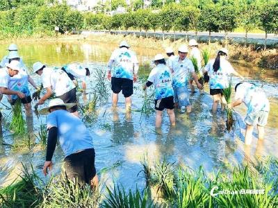 从课堂到田野 青年学子暑期实践助力蔡甸乡村振兴