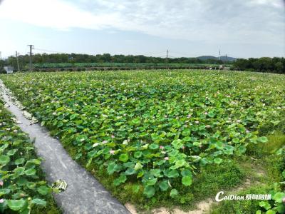 蔡甸姚家林村：闲置地蝶变“聚宝盆” 莲藕“链”起致富路