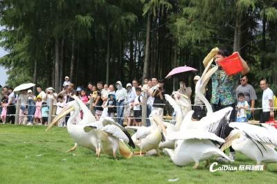 特色玩法精彩上线  中秋首日武汉野生动物王国接待游客近万人次