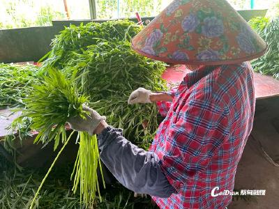  蔡甸藜蒿抢“鲜”上市！