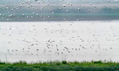 观鸟爱好者讲述沉湖湿地再遇稀客大红鹳