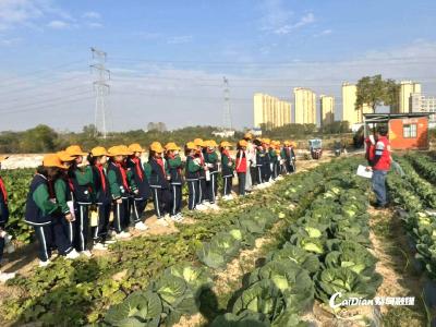 蔡甸学子走进田间地头 体验劳动乐趣