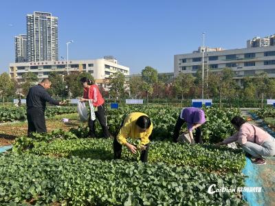  蔡甸街道：共同缔造圆了市民“都市田园梦”