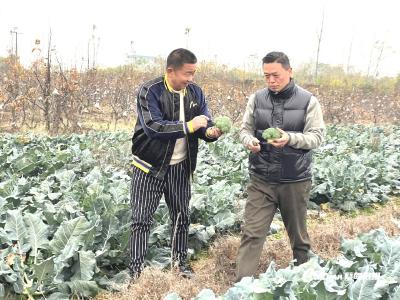 蔡甸四红村：村企共建助力农旅融合