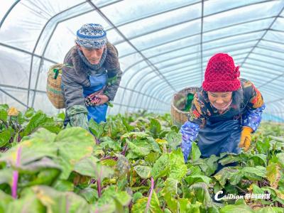 新春走基层 | 蔡甸红星村：国企联村助力，菜农节前采收忙