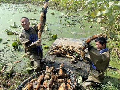 央视元宵晚会“带飞”蔡甸莲藕，热度销量齐增！