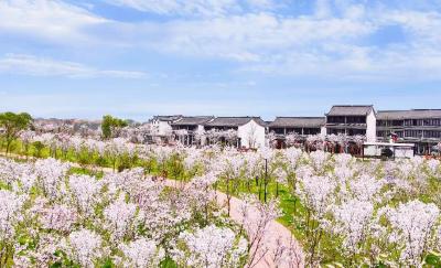 知音故里蔡甸激活山水密码 奏响全域文旅精品塑造“最强音”