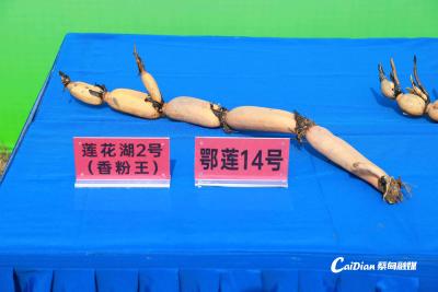 蔡甸莲藕凭啥成藕界顶流？