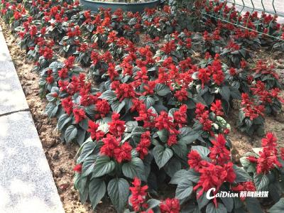 8万盆鲜花上线！蔡甸街头秒变“花花世界”