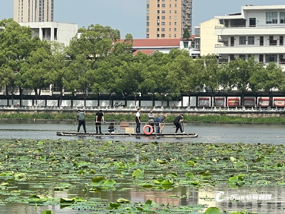 专家助力守护蔡甸千年莲藕品种纯正“血统”