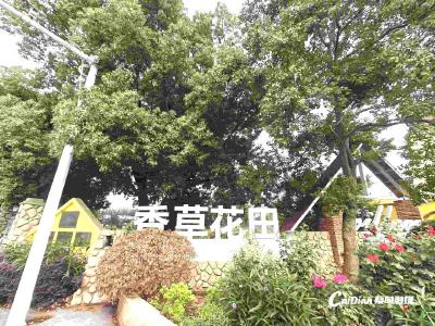 香草花田桃李飘香 开启夏日甜蜜盛宴
