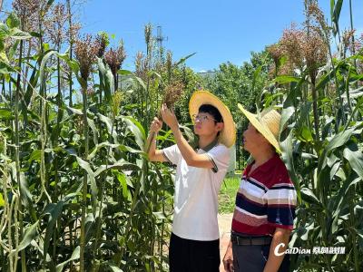 大学生来蔡甸田间实践 数字技术助力农事生产