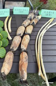 煨汤粉糯如板栗！全国首个7月粉藕品种，蔡甸“香粉王”熟了！