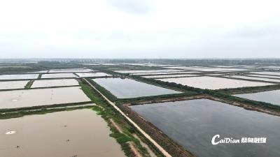 蔡甸消泗：用数据“养”鱼，获国家绿色认证