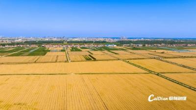 蔡甸消泗乡：发展湖乡优势 增强内生动力