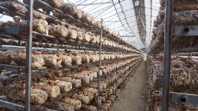 李秀学：二十年咬定香菇产业 铺就小康路