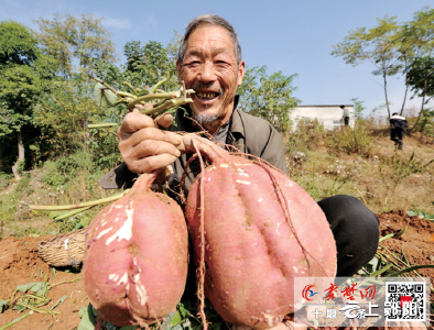 十堰风物| 红薯，岁月中的乡愁味道