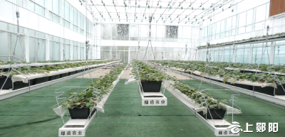 【新春走基层】绿道有机农场：向农业现代化迈进