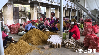 【新春走基层】羊肚菌托起致富梦 