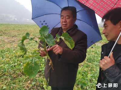 郧阳区：油菜春管正当时  农技人员下乡忙