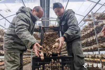 郧县供电公司：“满格电”护航香菇产业“全周期”