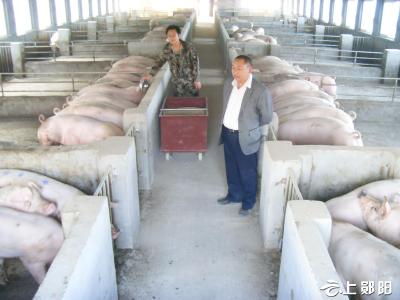 杨溪铺镇养殖业趋向规模化