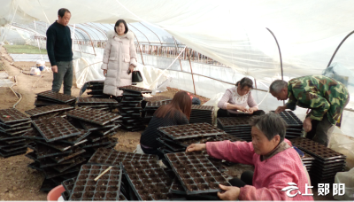 郧阳区：人勤春来早 蔬菜育苗忙