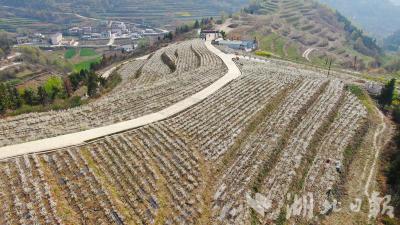 郧阳区杨溪铺镇：满山果树花盛开 农旅融合促振兴