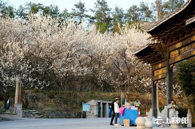 樱桃沟：赴一场浪漫的樱花之约