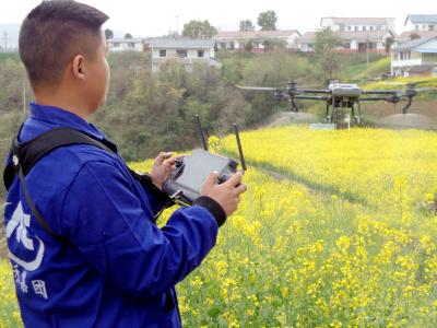 郧阳15万亩油菜花田“飞防”促丰产
