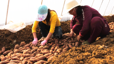 春耕正当时  红薯产业育苗忙 
