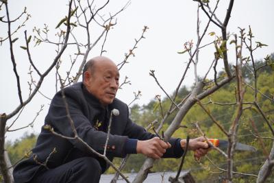 郧阳区杨溪铺镇：“核桃王”李兴胜组团义务服务兴产业