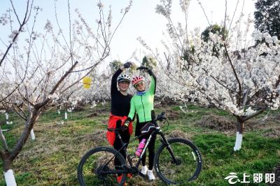 郧阳：樱桃花开春意浓 踏青赏花正当时