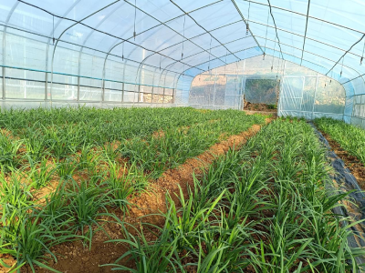 郧阳区：全力保障韭菜质量安全