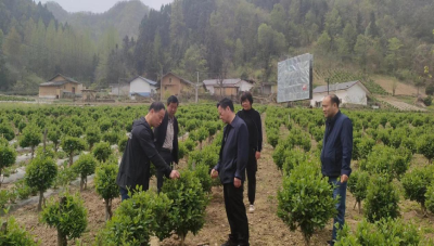 郧阳区财政局：帮扶产业发展 助力乡村振兴