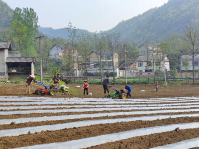 郧阳区大柳乡：春耕备耕种椒忙