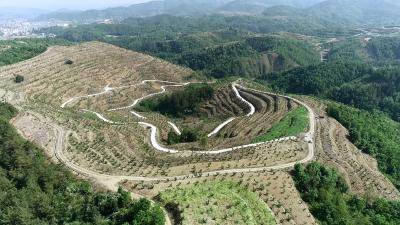 【乡村振兴新画卷】郧阳区南化塘镇：漫山樱桃红 采摘正当时