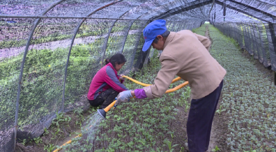 【乡村振兴新画卷】郧阳区五峰乡：种下一片菊 开出致富花
