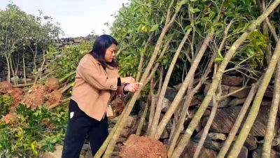 郧阳区林科所：供优质苗木 助力乡村振兴