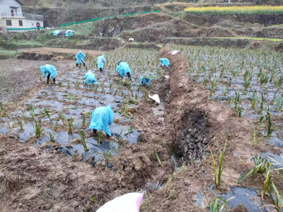 郧阳区统计局：党建引领 开出中药材种植致富“新良方”