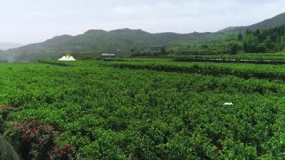 又到桑果成熟季，郧阳优质桑果盼你来品尝~#桑葚熟了#郧阳#十堰采摘