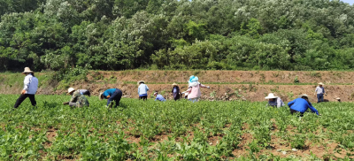 【乡村振兴新画卷】郧阳区供销社：种好小物种  带动大产业
