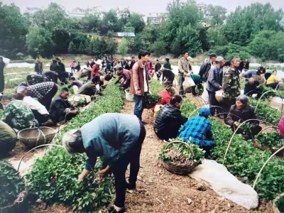 郧阳区梅铺镇：小小红薯苗 特色大产业