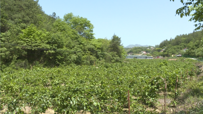 【乡村振兴新画卷】桑葚挂满枝 采摘正当时